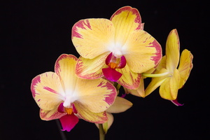 Phalaenopsis Chiada Francis "Picotee"