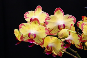 Phalaenopsis Chiada Francis "Picotee" 