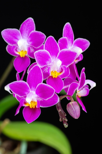 IMG_Orchids-2019-03-10-059.jpg