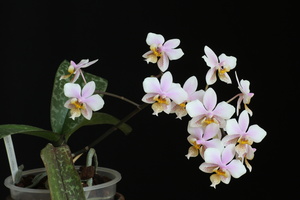 Phalaenopsis Wiganiae