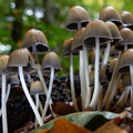 IMG_Mushrooms-2019-10-15-023.jpg