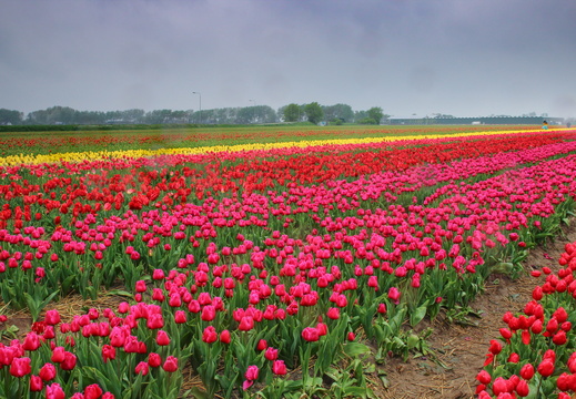 Tulip fields
