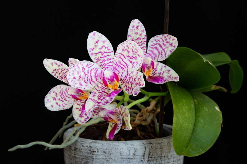 IMG_Orchids-2020-06-13-005.jpg