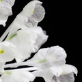 IMG_Orchids-2020-06-30-047.jpg