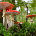 IMG_Mushrooms-2020-10-14-023.jpg