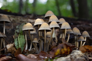 IMG Mushrooms-2020-10-18-005