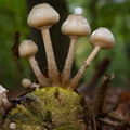 IMG_Mushrooms-2020-10-18-074.jpg