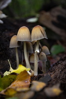 IMG Mushrooms-2020-10-18-007