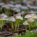 IMG_Mushrooms-2020-10-18-012.jpg