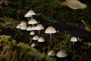 IMG Mushrooms-2020-10-18-042