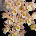 IMG_Orchids-2021-02-10-026.jpg