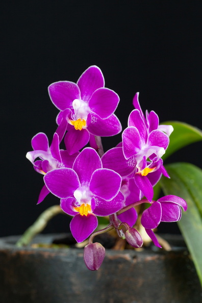 IMG_Orchids-2021-03-10-039.jpg