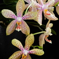 IMG_Orchids-2021-03-10-026.jpg