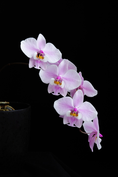 IMG_Orchids-2021-03-10-034.jpg