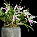 IMG_Orchids-2021-04-14-025.jpg