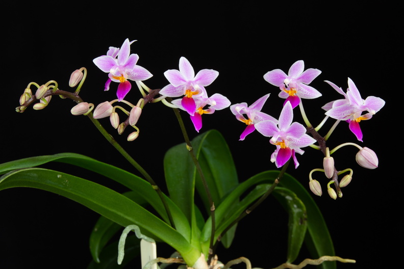 IMG_Orchids-2021-04-14-005.jpg