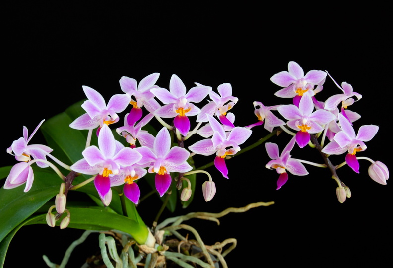 IMG_Orchids-2021-04-28-055.jpg