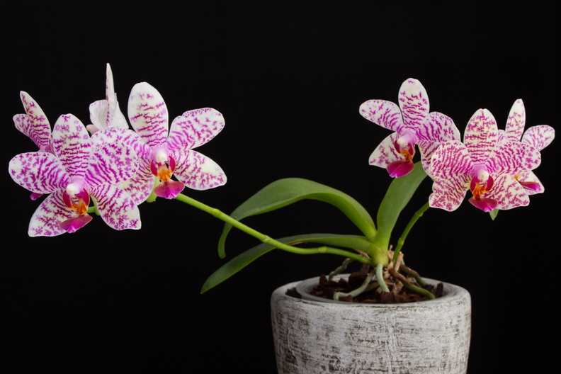 IMG_Orchids-2021-04-28-004.jpg