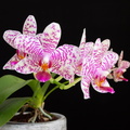IMG_Orchids-2021-04-28-006.jpg