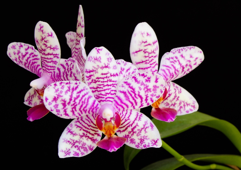IMG_Orchids-2021-04-28-009.jpg
