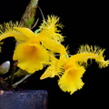 IMG_Orchids-2021-04-28-038.jpg