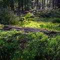IMG_Forest-2021-09-22-015.jpg