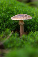 IMG Mushrooms-2021-10-09-040