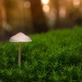 IMG Mushrooms-2021-10-13-078