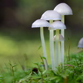 IMG_Mushrooms-2021-10-16-018.jpg