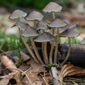IMG Mushrooms-2021-10-16-082