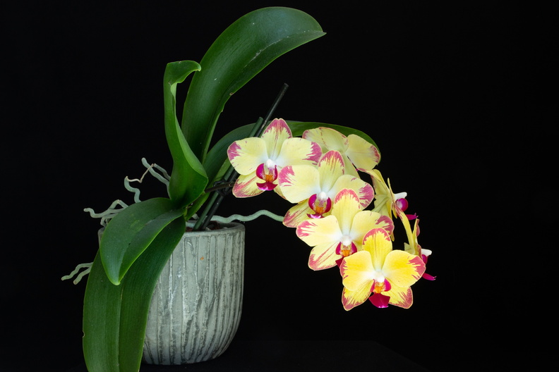 IMG_Orchids-2022-04-27-025.jpg