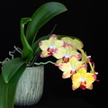 IMG_Orchids-2022-04-27-025.jpg