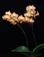 Phalaenopsis Chiada Francis "Picotee"