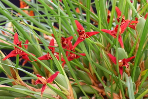 Maxillaria tenuifolia