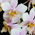 IMG_Orchids-2019-03-10-040.jpg