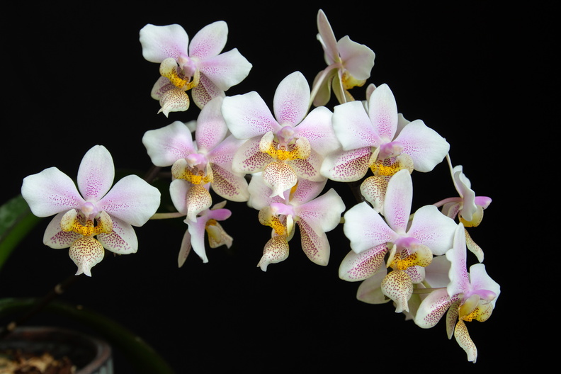 IMG_Orchids-2020-03-11-014.jpg