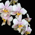 IMG_Orchids-2020-03-11-017.jpg