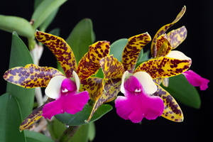 IMG Orchids-2020-05-13-013