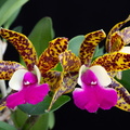 IMG_Orchids-2020-05-13-013.jpg