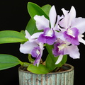 IMG_Orchids-2020-06-13-042.jpg