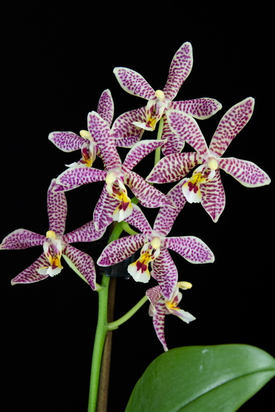 IMG_Orchids-2020-07-23-020.jpg