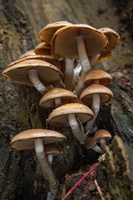 IMG Mushrooms-2020-10-14-008