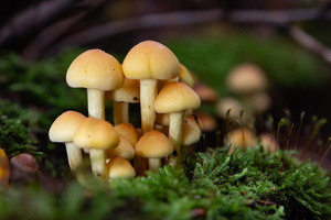 IMG Mushrooms-2020-10-14-036-2