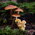 IMG_Mushrooms-2020-10-14-054.jpg