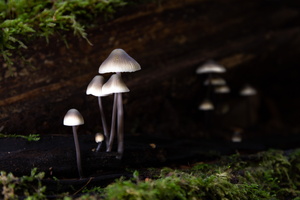 IMG Mushrooms-2020-10-14-082