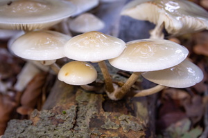 IMG Mushrooms-2020-10-18-059