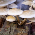 IMG_Mushrooms-2020-10-18-059.jpg