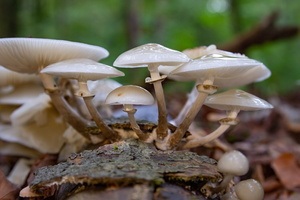 IMG Mushrooms-2020-10-18-073