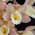 IMG_Orchids-2021-02-10-013.jpg
