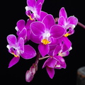 IMG_Orchids-2021-03-10-047.jpg